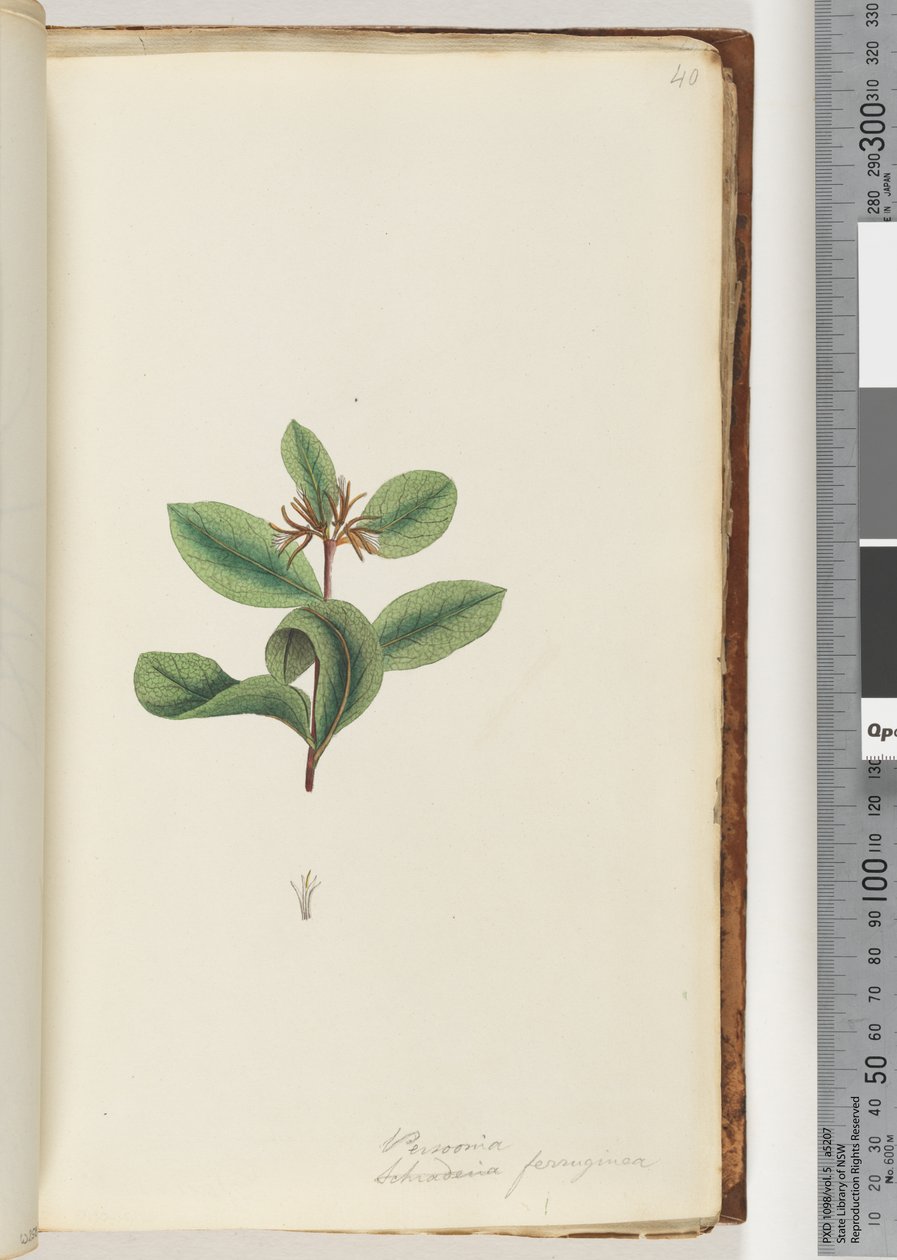 Page 40. Persoonia / Schraderia ferrugineadani af Unknown artist