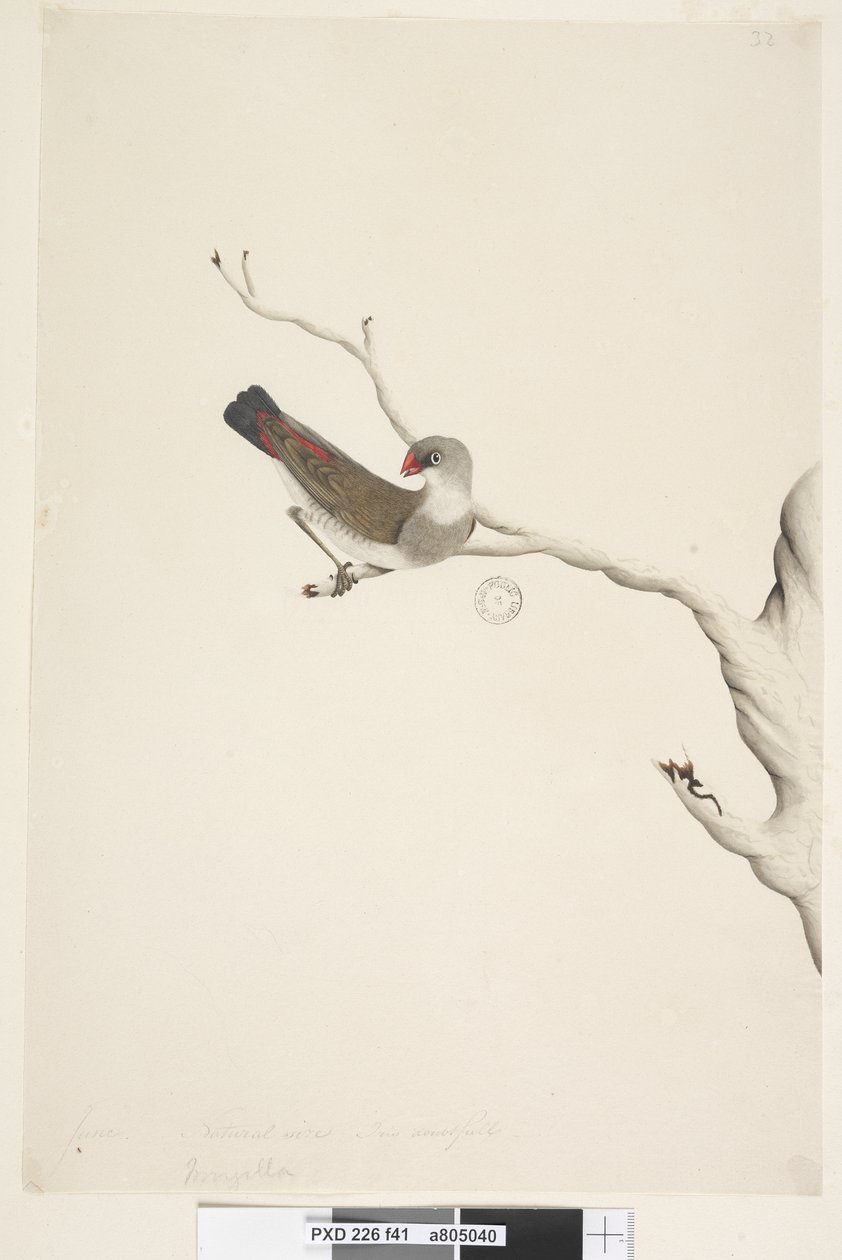 Side 41. Frynse. ovenstående titel i anden hånd juni. Naturlig størrelse. Iris tvivlsom Diamond Firetail Stagonopleura guttata, umoden, 1791-92 af Unknown artist