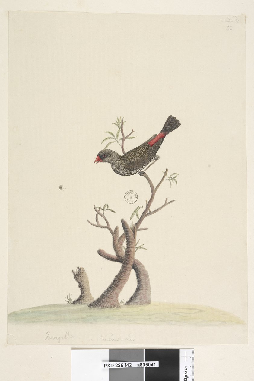 Side 42. Frynse. nederst i midten i anden hånd Naturlig størrelse Diamond Firetail Stagonopleura guttata, 1791-92 af Unknown artist