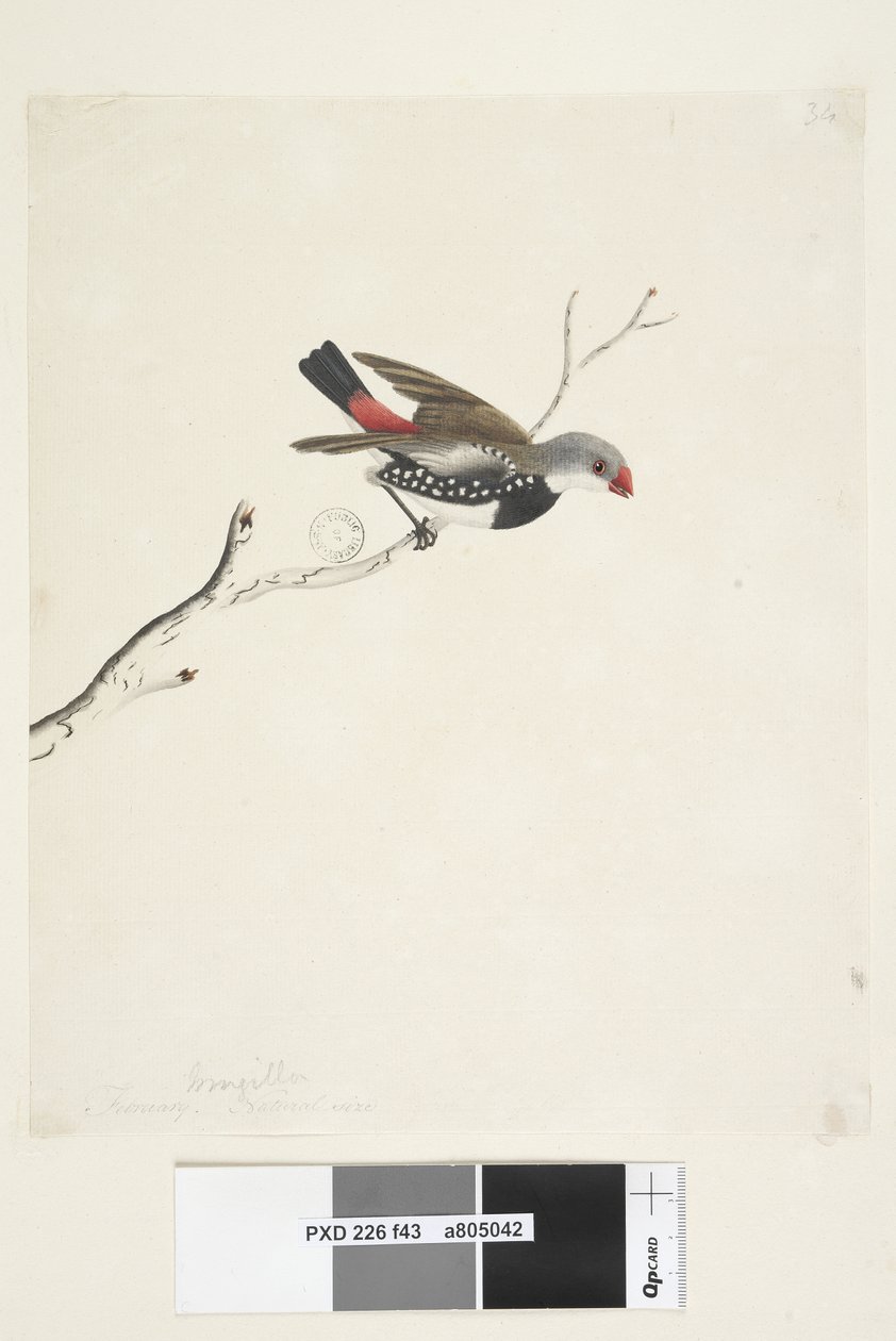 Side 43. Frynse. under titlen i anden hånd februar. Naturlig størrelse Diamond Firetail Stagonopleura guttata, 1791-92 af Unknown artist