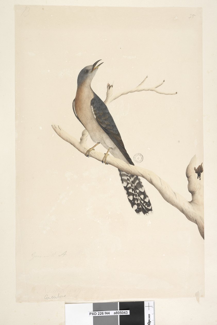 Side 44. Cuculus. ovenstående titel, i forskellig hånd Naturlig størrelse. i øverste venstre hjørne i tredje hånd B og nederst til venstre Går med A dvs. f.45 Fan, Tailed Cuckoo Cacomantis pyrrhophanus, han, 1791-92 af Unknown artist