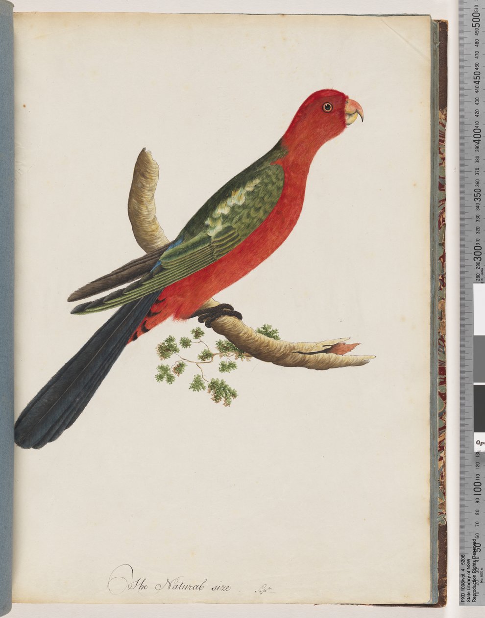 Page 44. King Parrotdani af Unknown artist
