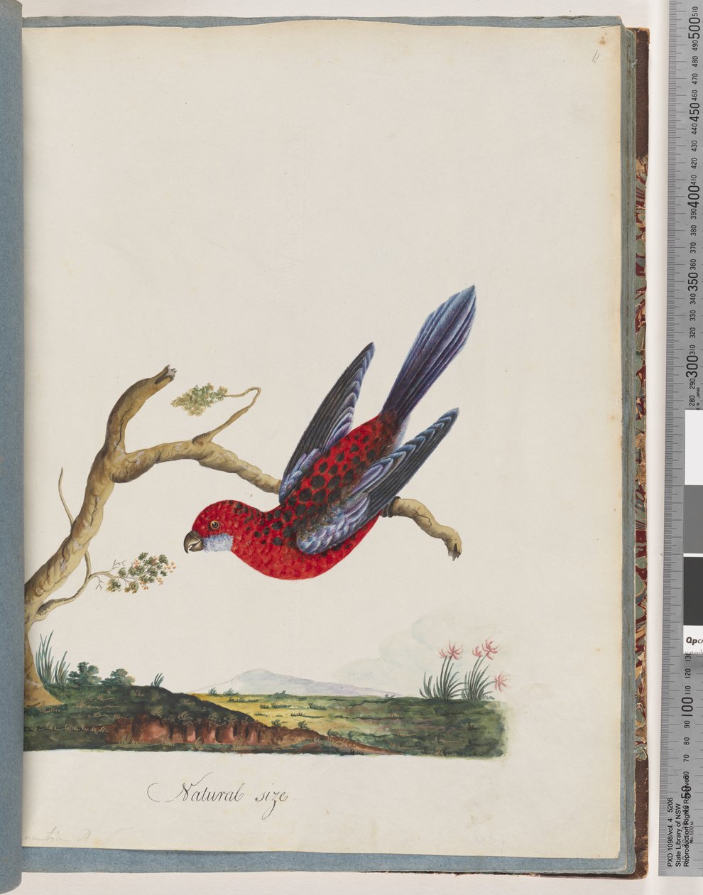 Side 45. Crimson Rosella. Pennantian papegøje af Unknown artist