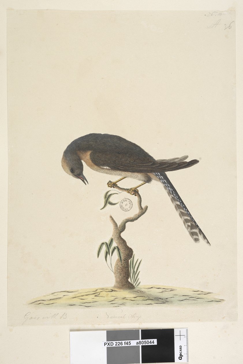 Side 45. Naturlig størrelse. øverst til højre i anden hånd A nederst til venstre Går med B dvs. f.44 Fan, Tailed Cuckoo Cacomantis pyrrhophanus, 1791-92 af Unknown artist