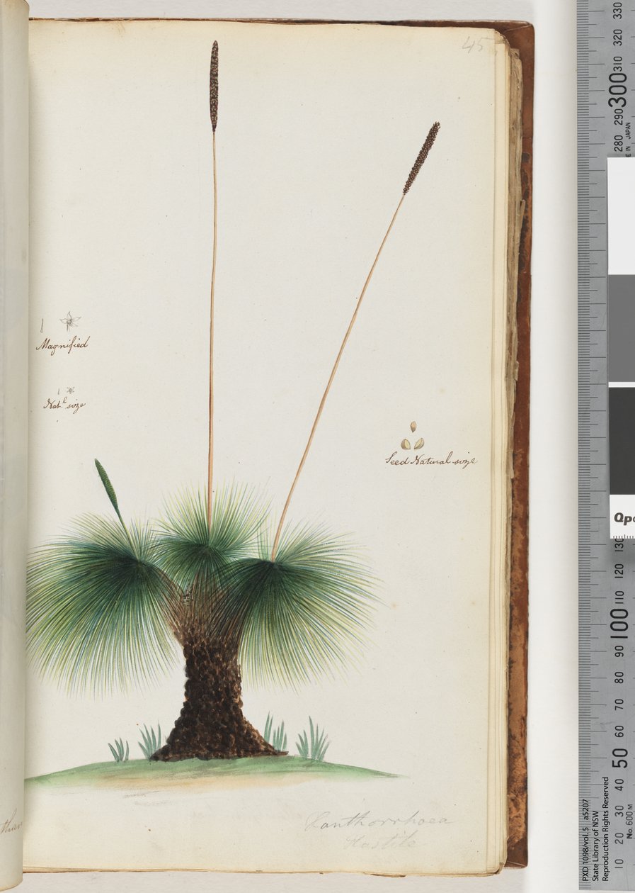 Page 45. Xanthorrhoea Hastile Grass tree Magnified. Nat.l size. Seed Natural sizedani af Unknown artist