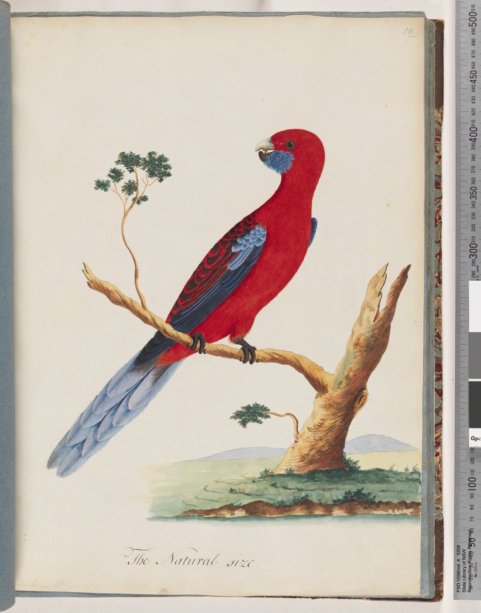 Page 46. Crimson Rosella. Pennant Ian Parrot Dani af Unknown artist