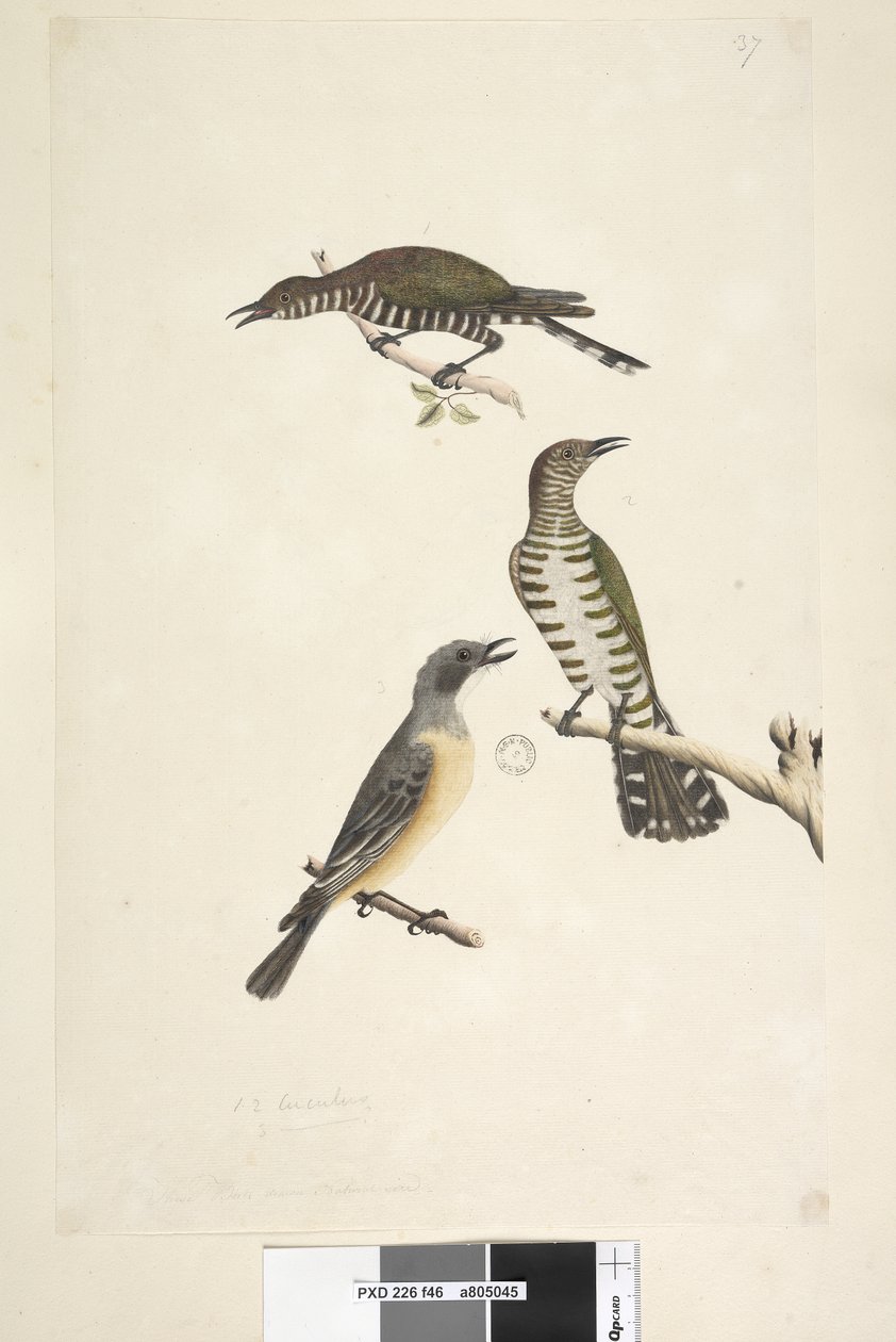 Side 46. Cuculus. langs nederste kant i forskellige hånd Disse fugle tegnet naturlig størrelse. De øverste to fugle er gøgen af gyldne bronze, den tredje er en rødbrun whistler Lamprococcyx plagosus Chrysococcyx lucidis, 1791-92 af Unknown artist