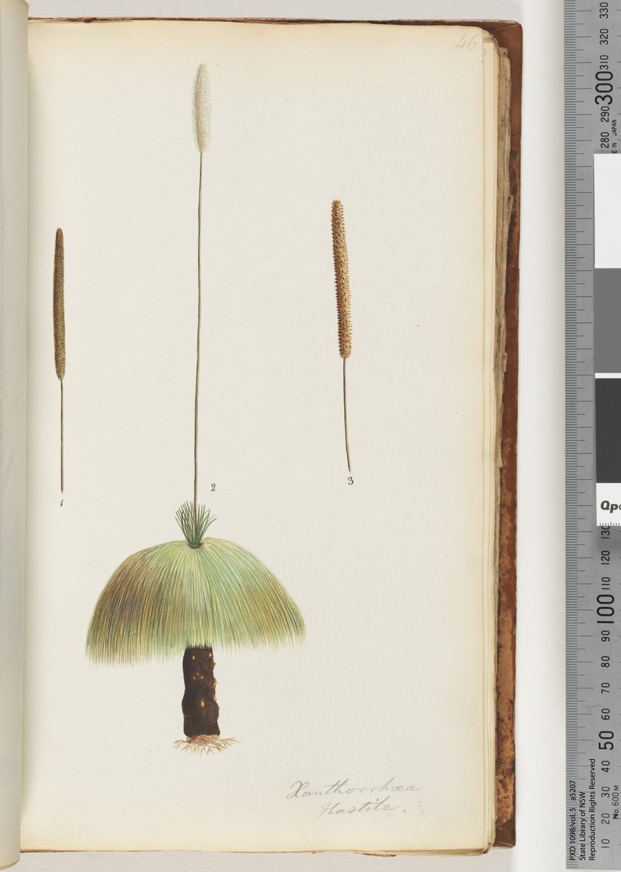 Page 46. Xanthorrhoea Hastile Grass treedani af Unknown artist
