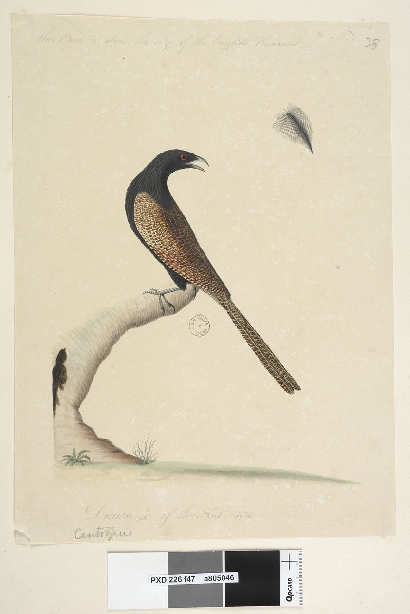 Side 47. Centropus. nederst i midten i anden hånd. Denne fugl er omtrent på størrelse med den engelske fasan. Tegnet 1/3 af natl. størrelse. Fasan Coucal Centropus phasianinus, 1791-92 af Unknown artist