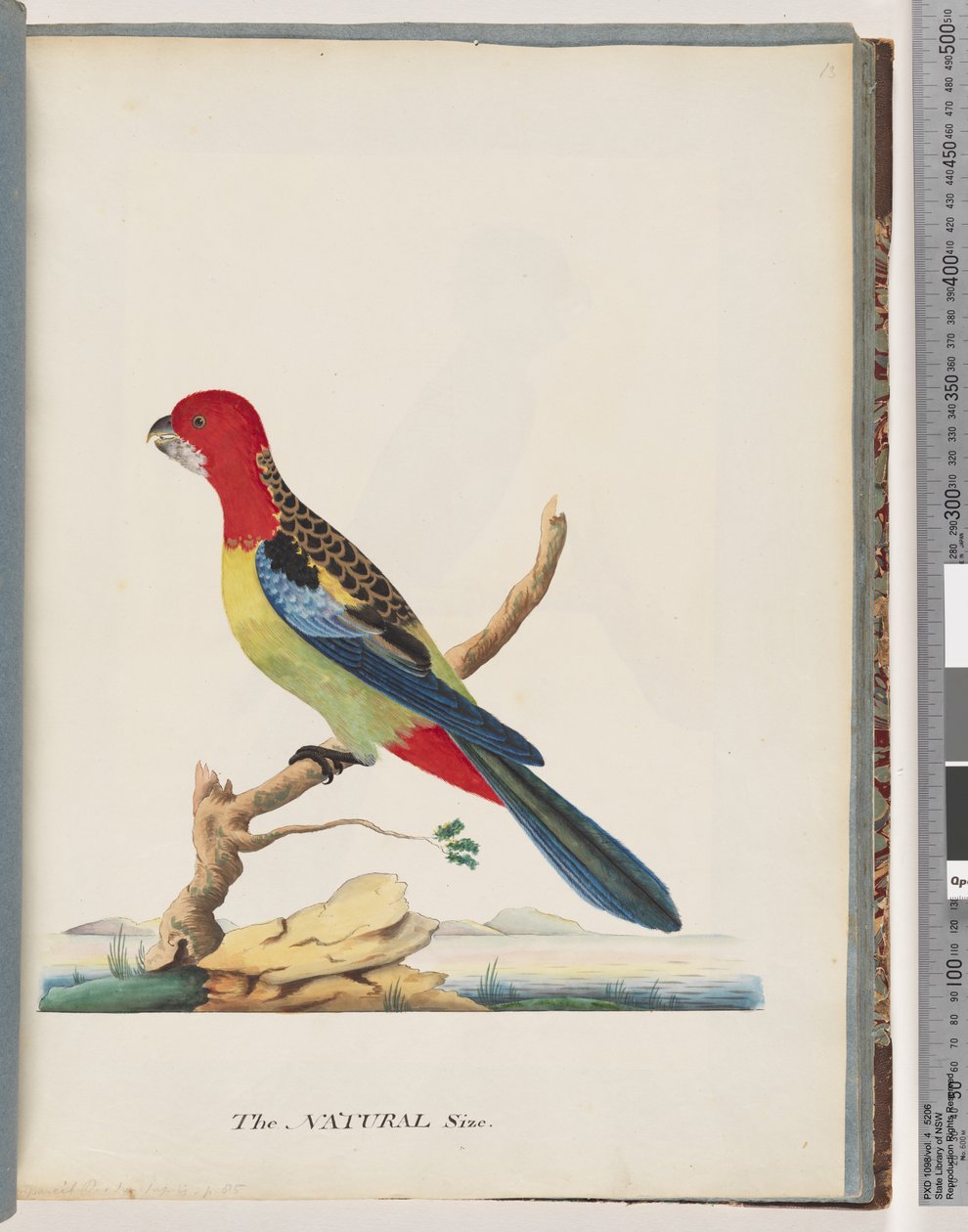 Side 47. Østre Rosella. Ikke den samme papegøje af Unknown artist