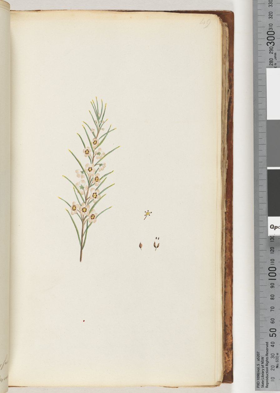 Page 49. Unidentified plantdani af Unknown artist