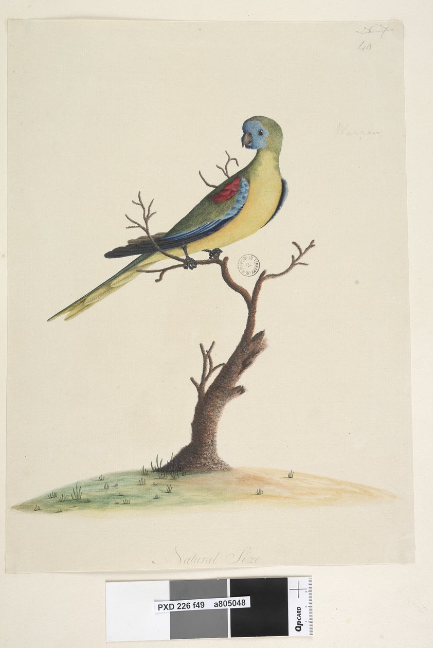 Side 49. Krig,løb. nederst i midten i forskellig hånd Naturlig størrelse. Turkis papegøje Neophema pulchella, han, 1791-92 af Unknown artist