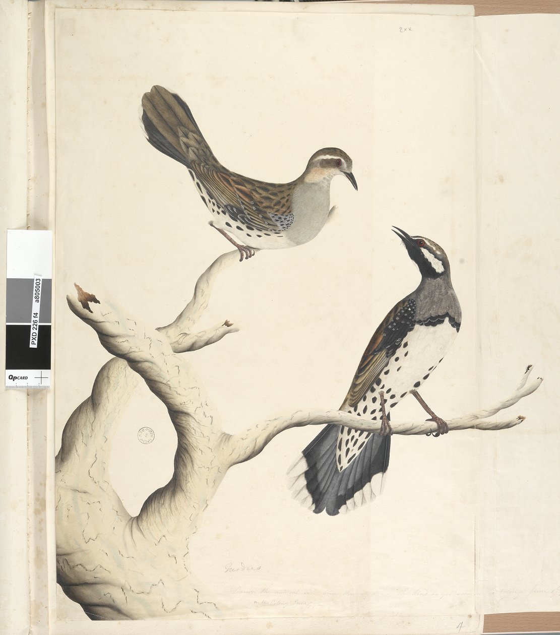 Page 4. Turdus. in a different hand Drawn the natural size being the only two of the kind as yet seen on the Colony, June 1792 Spotted Quail Thrush Cinclosoma punctatum, 1791-92dani af Unknown artist