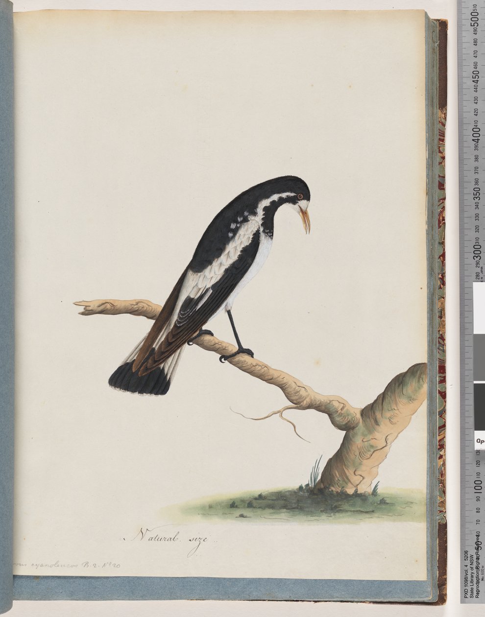Side 50. Magpie-lærke. Corvus cyanoleucos af Unknown artist
