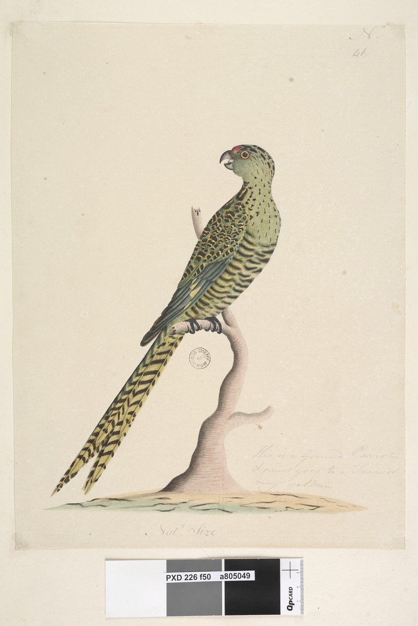 Side 50. Dette er en jordpapegøje og går aldrig til et træ eller meget sjældent. nederst i midten i forskellig hånd Natl. størrelse. Jordpapegøje Pezoporus wallicus, 1791-92 af Unknown artist