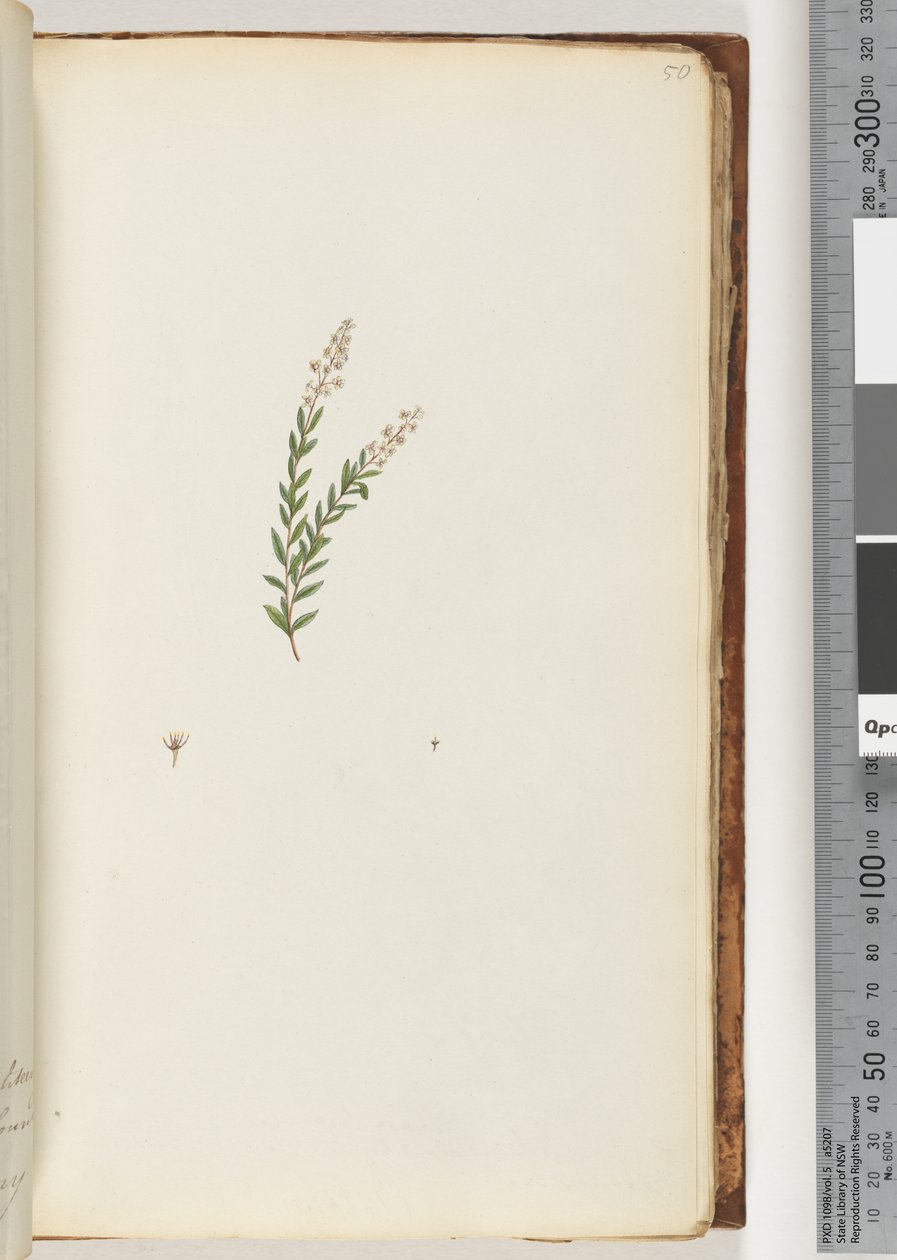 Side 50. Uidentificeret plante af Unknown artist