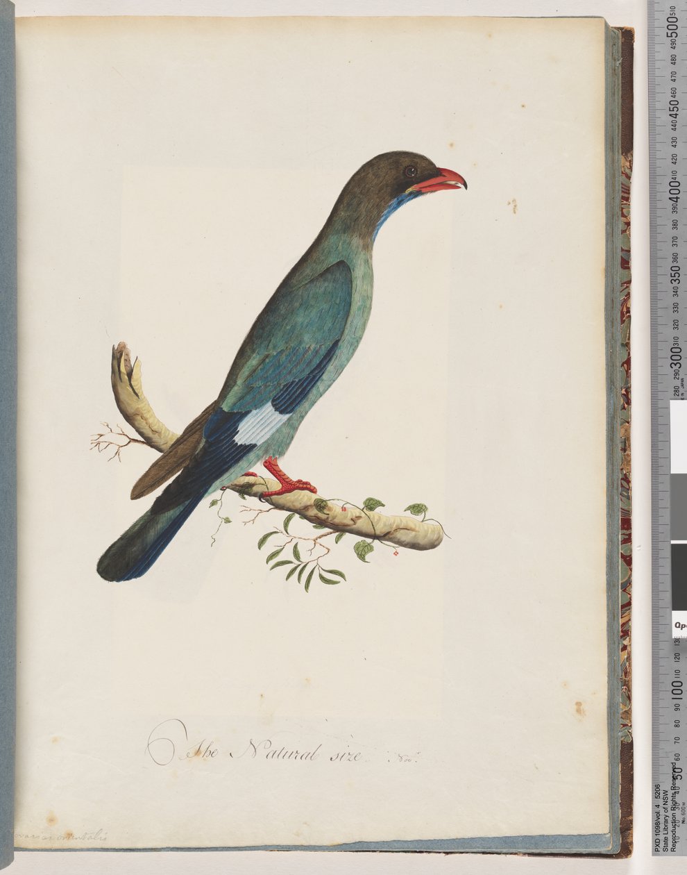 Page 51 Dollarbird. Coracius orientalisdani af Unknown artist