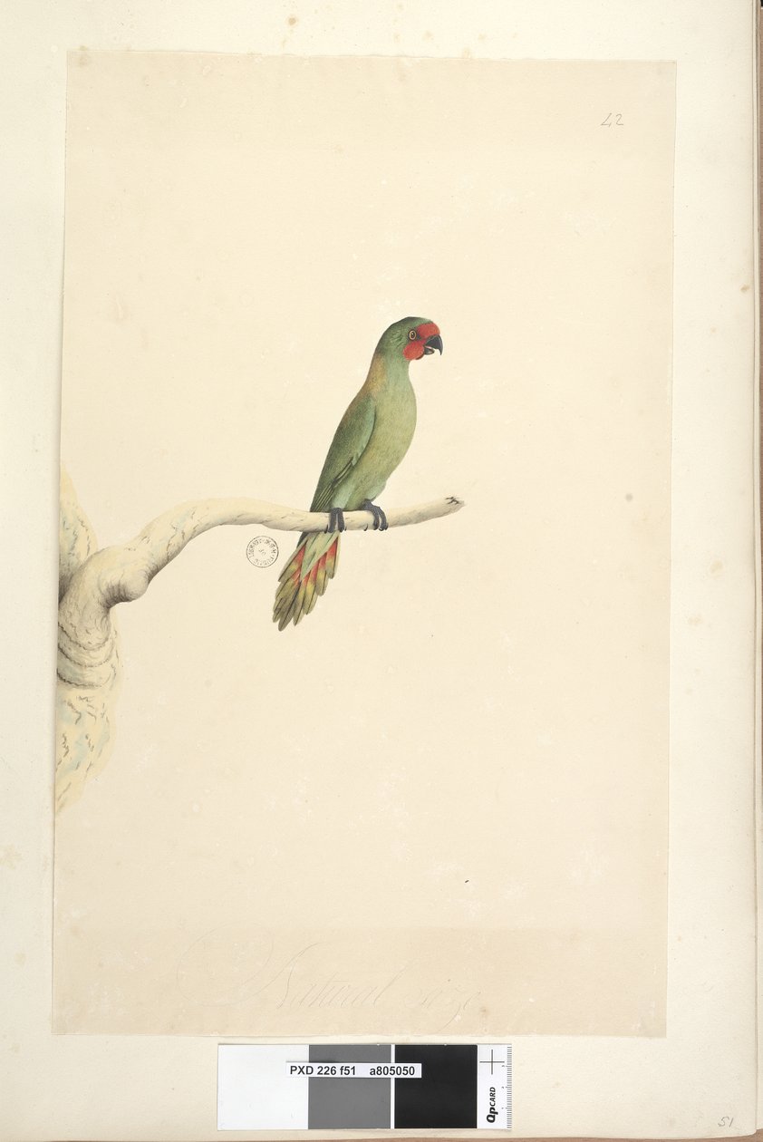 Side 51. Naturlig størrelse Little Lorikeet Glossopsitta pusilla, 1791-92 af Unknown artist