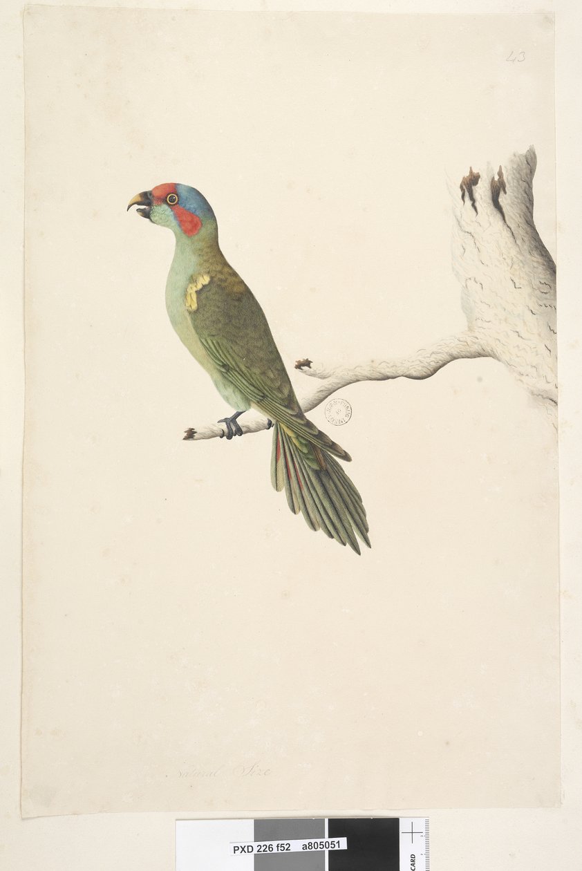 Side 52. Naturlig størrelse Musk Lorikeet Glossopsitta concolor, 1791-92 af Unknown artist