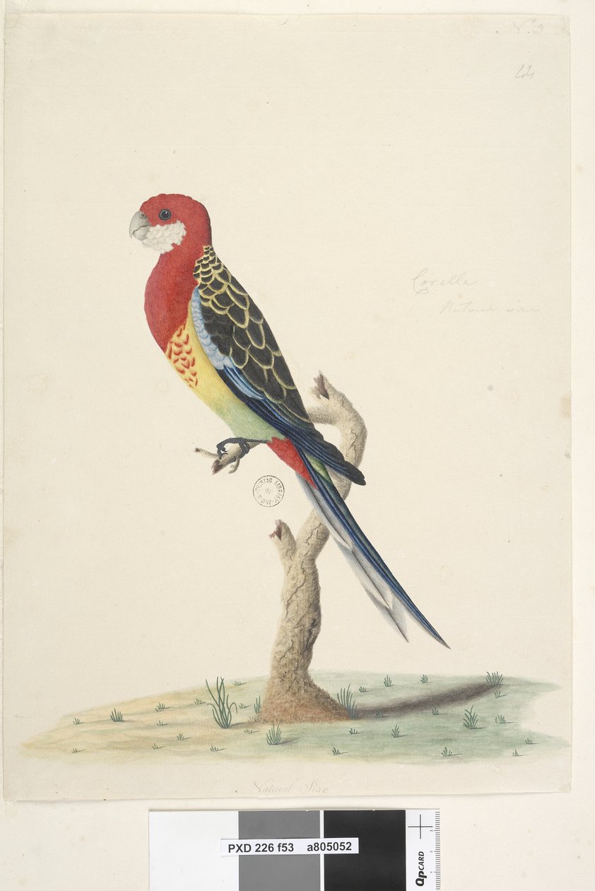 Side 53. Kakadu. Naturlig størrelse Eastern Rosella Platycercus eximius, 1791-92 af Unknown artist