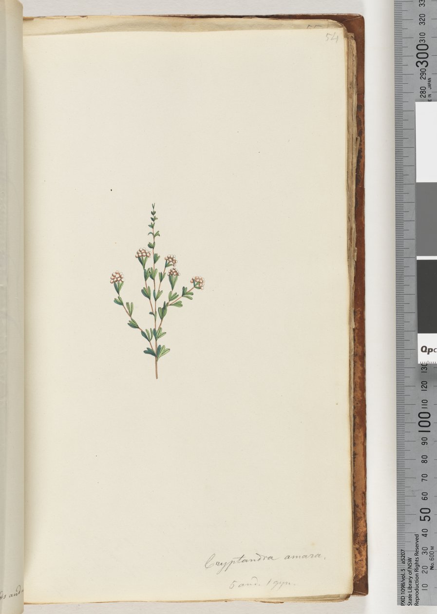 Side 54. Cryptandra amara. 5 og 1 gyn. Lille blad Cryptandra (akvarel) af Unknown artist
