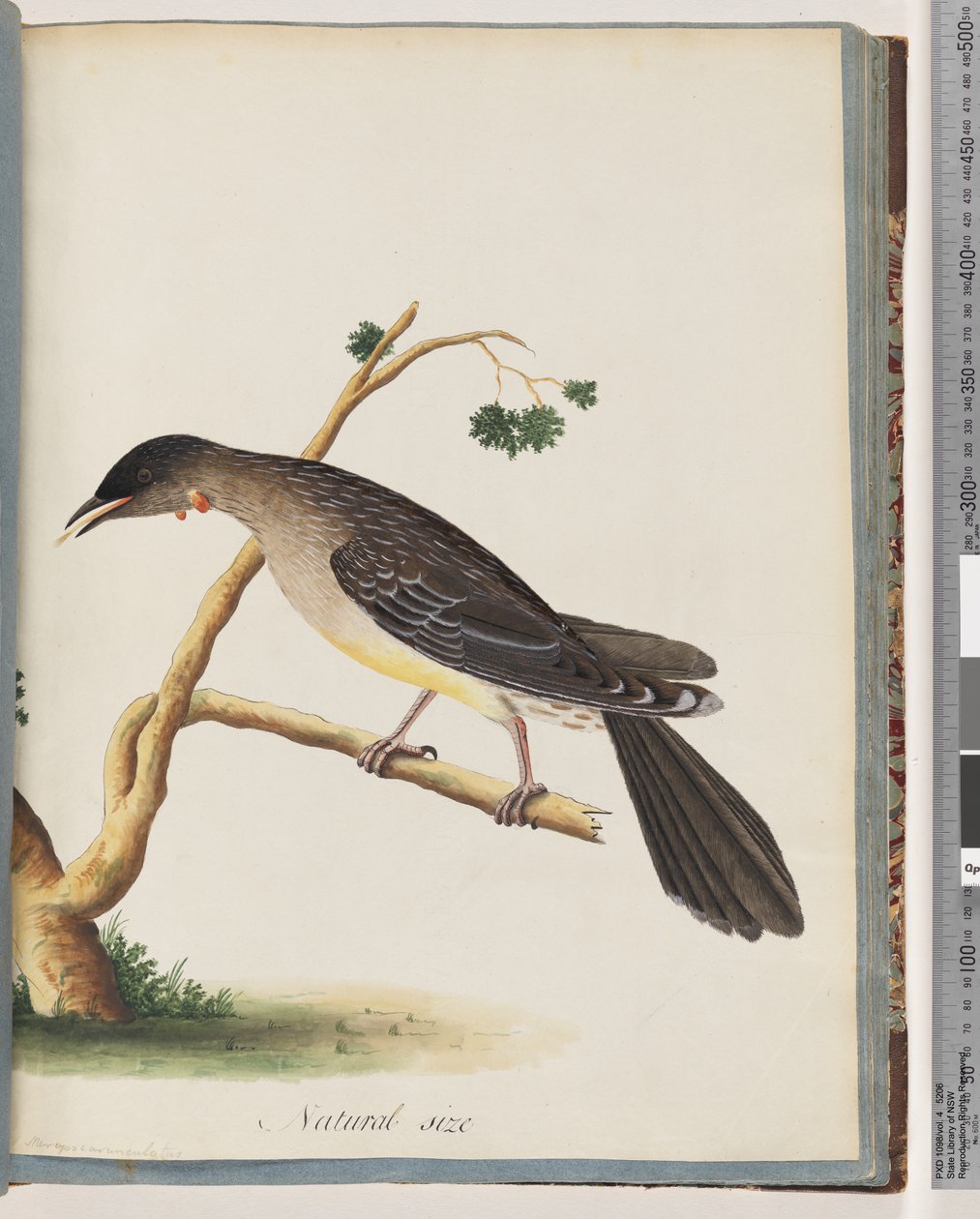 Side 55. Rød kækfugl. Merops carunculatus af Unknown artist