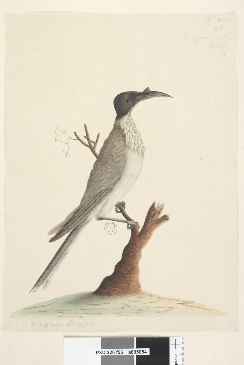Page 55. Wer, gan or the Friar. at lower left in a different hand Meliphaga Phrygia. at lower center in a third hand Natural size Noisy Friarbird Philemon corniculatus, 1791-92dani af Unknown artist
