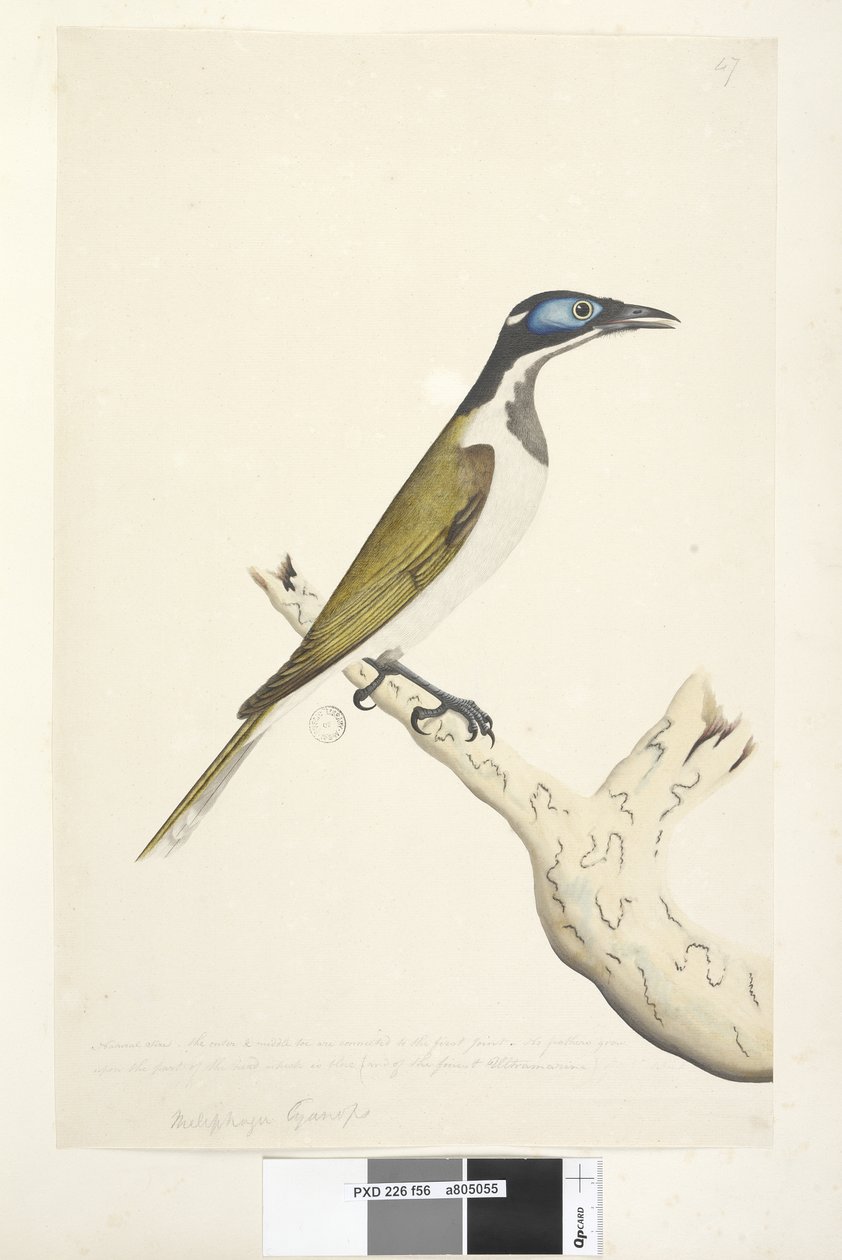 Side 56. Melephahu Cyanops. over titlen i en anden hånd Naturlig størrelse. Yder- og mellemtåen er forbundet med det første led. Der vokser ingen fjer på den del af hovedet, som er blå af Unknown artist