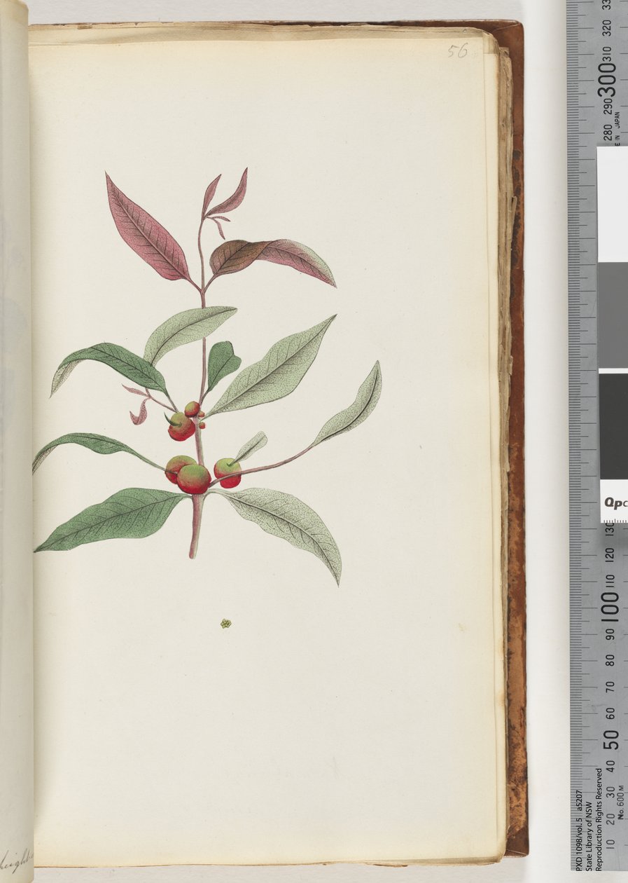 Side 56. Uidentificeret plante af Unknown