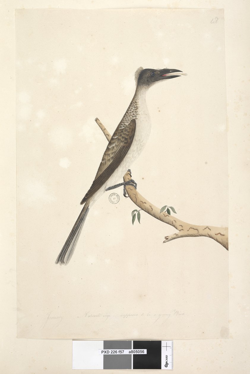 Side 57. Januar. Naturlig størrelse, formodes at være en ung fugl Noisy Friarbird Philemon corniculatus, 1791-92 af Unknown artist