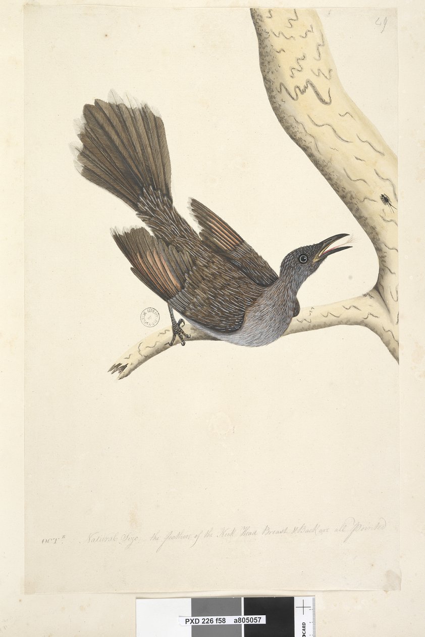 Page 58. Octr. Natural size, the feathers of the neck head breast & back are all pointed Brush Wattlebird Anthochaera chrysoptera, 1791-92 dani af Unknown artist