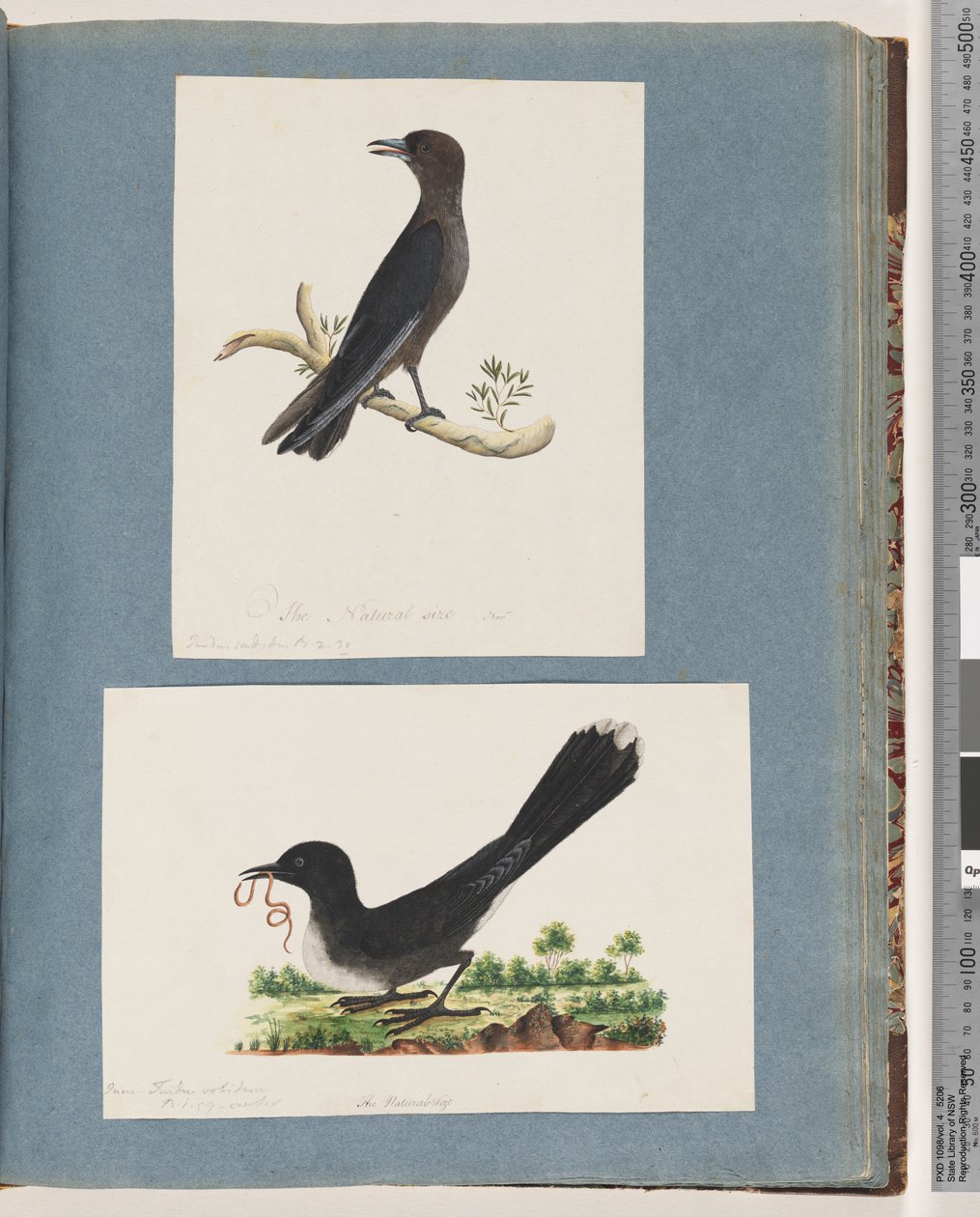 Side 58. Uidentificeret fugl. Turdus. 59. Uidentificeret fugl. Turdus af Unknown artist