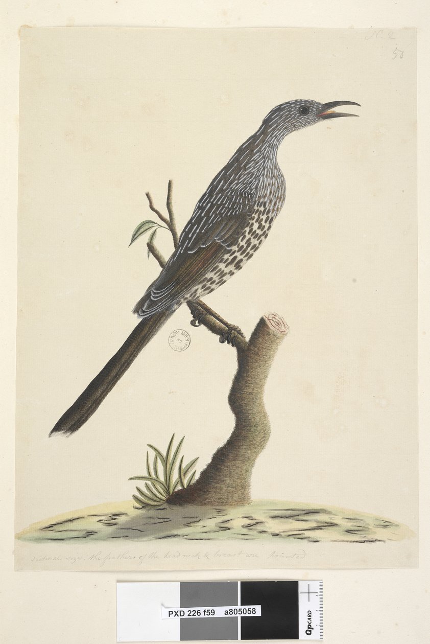 Side 59. Naturlig størrelse, fjerene på hovedhals og bryst er spidse Brush Wattle, Bird Anthochaera chrysoptera, 1791-92 af Unknown artist