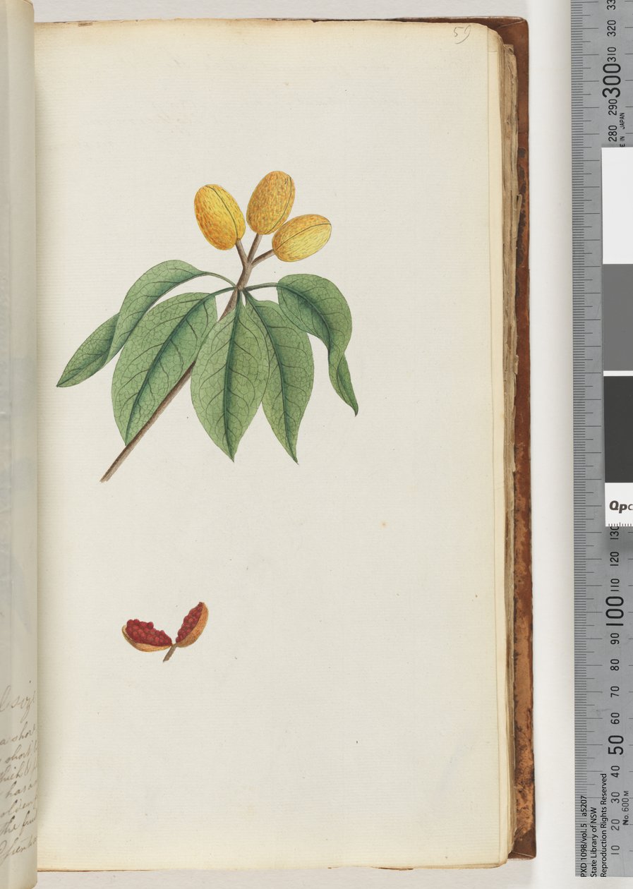 Page 59. Pilospermum mapondani af Unknown artist