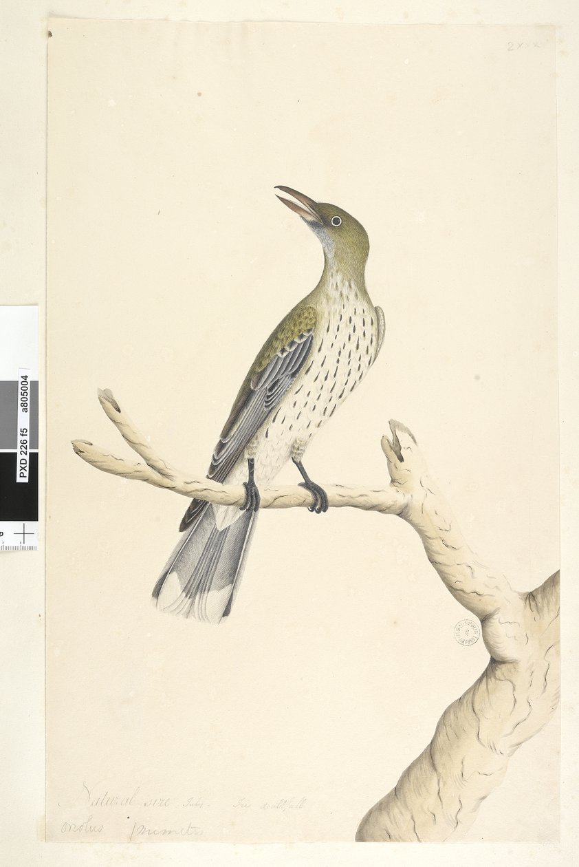 Side 5. Oriolus mimetis. ovenstående titel i anden hånd Naturlig størrelse. Juli, iris tvivlsom Oliven, Rygget Oriole Oriolus sagittatus, 1791-92 af Unknown artist