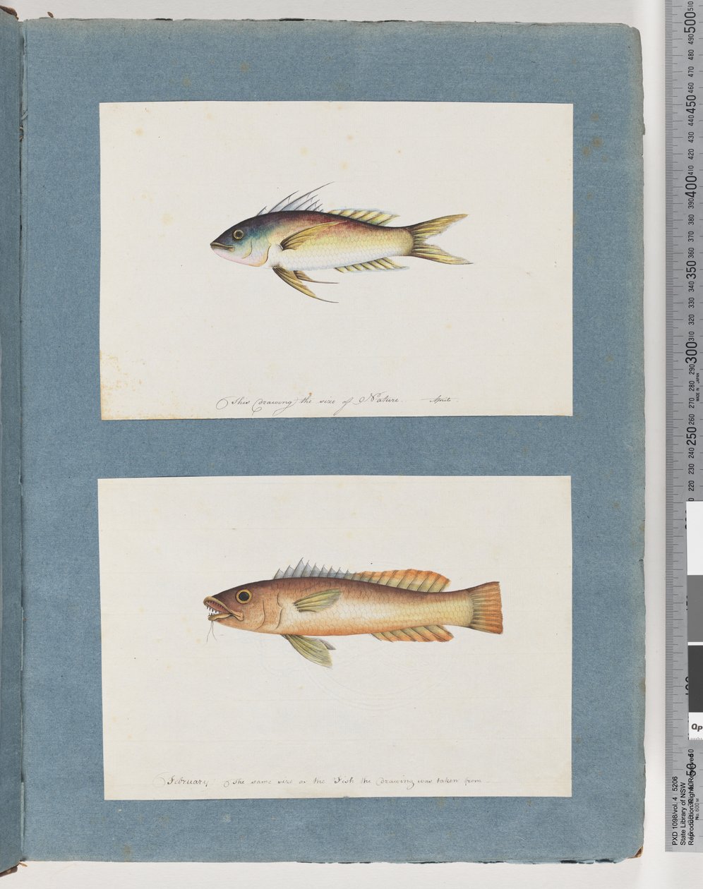 Side 5. Uidentificeret fisk 6. Uidentificeret fisk af Unknown artist