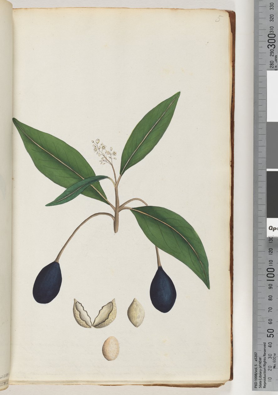 Side 5. Uidentificeret plante af Unknown artist