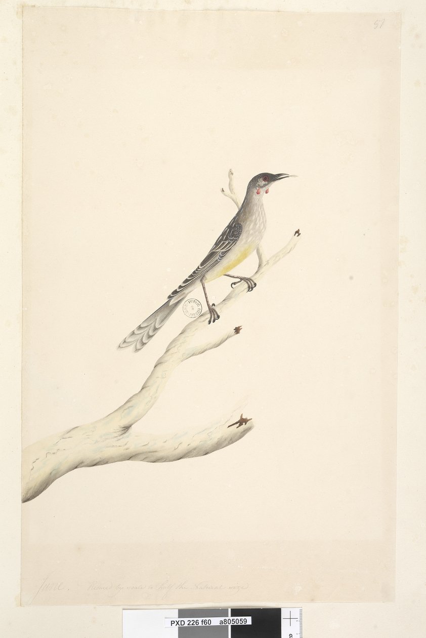 Side 60. Juni. Reduceret efter skala til halvdelen af den naturlige størrelse Red Wattle, Bird Anthochaera carunculata, 1791-92 af Unknown artist