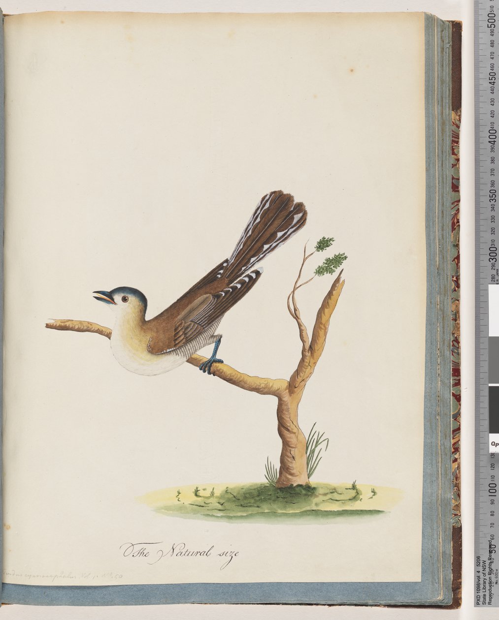 Side 60. Uidentificeret fugl. Turdus cyanocephalus. Blåhovedet Drossel af Unknown artist