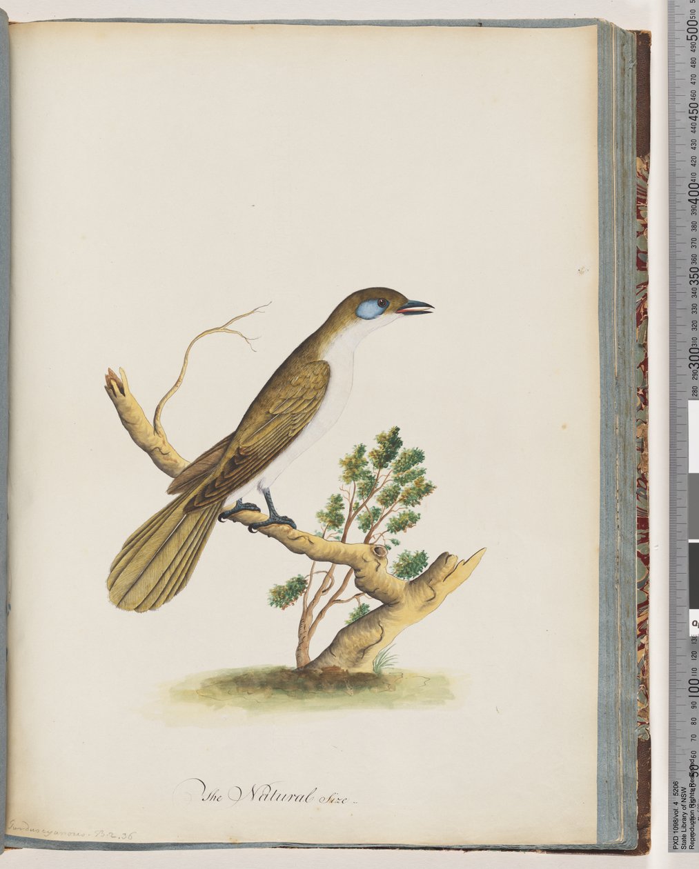 Side 61. Blåansigtet Honningæder. Turdus cyanoris. Blåkindet Drossel af Unknown artist