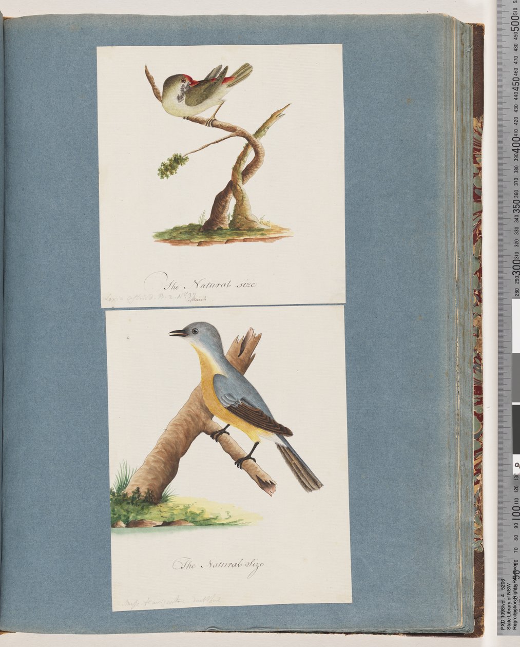 Side 62. Rødbrynet Finke. Loxia astrild. 63. Uidentificeret fugl. Muscicapa flavigastra af Unknown artist