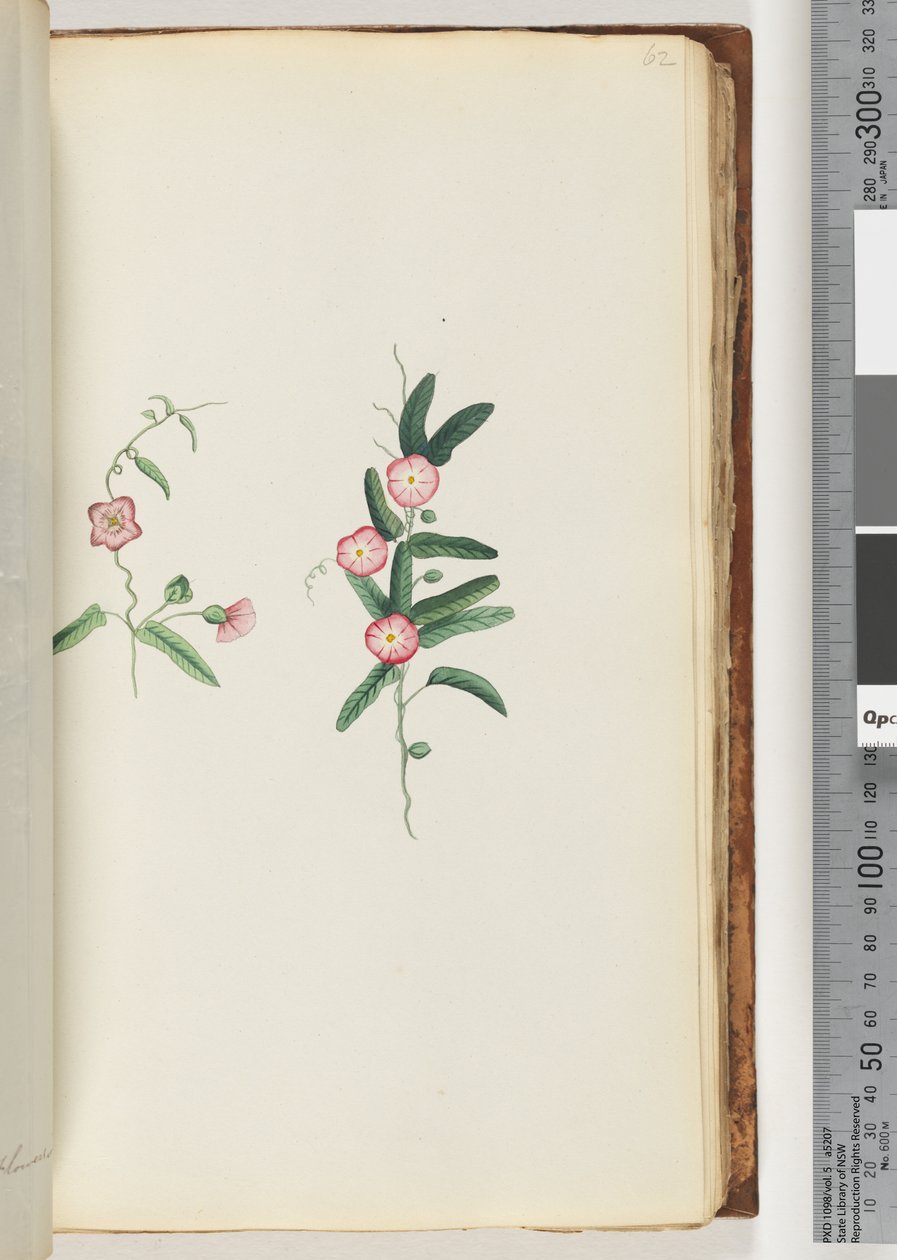Page 62. Unidentified plantdani af Unknown artist