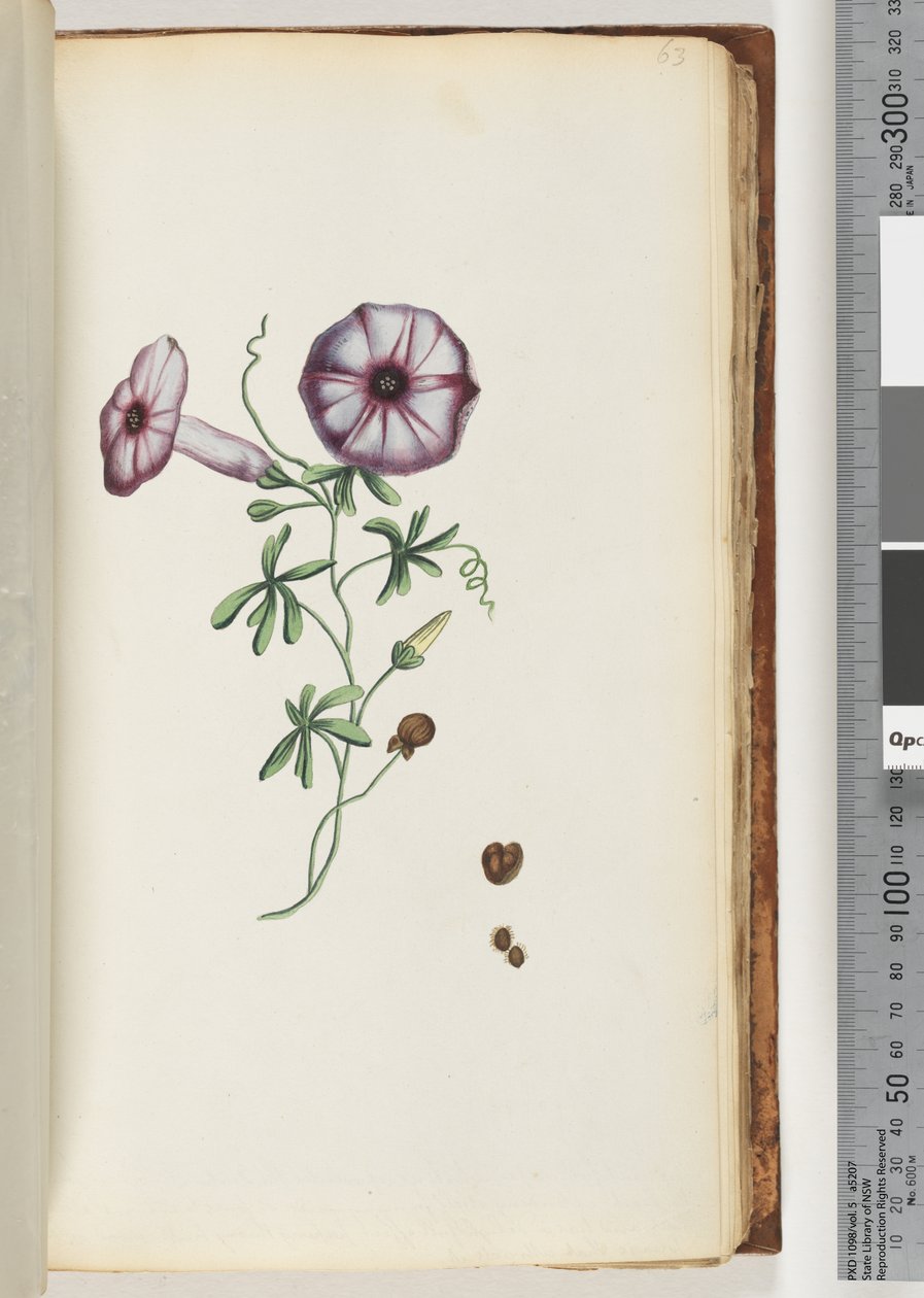 Side 63. Convolvulus af Unknown artist