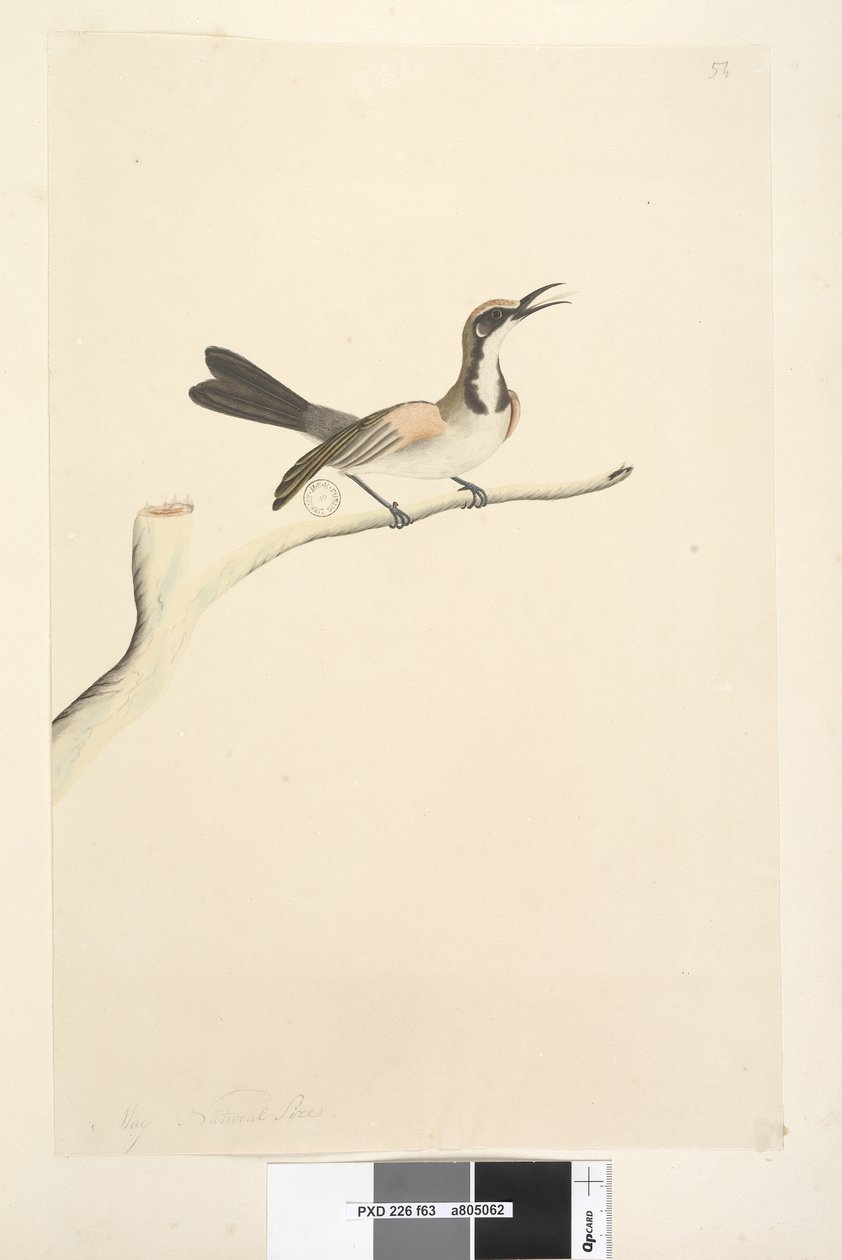 Side 63. Maj. Naturlig størrelse Tawny Crowned Honeyeater Phylidonyris melanops, 1791-92 af Unknown artist