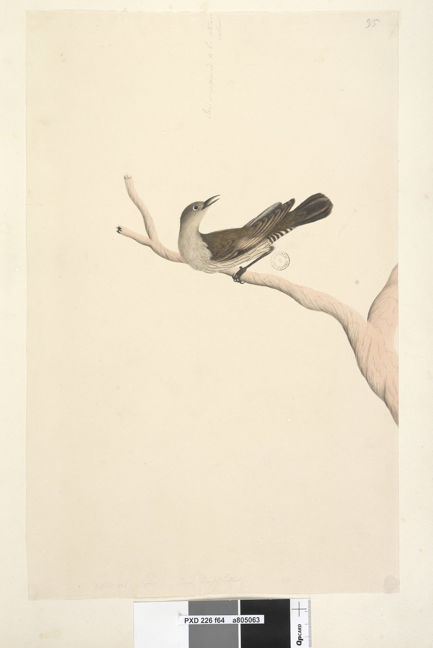 Side 64. Naturlig størrelse. Iris tvivler. Iris skulle være stråfarvet brunt træ, Creeper Climacteris picumnus, 1791-92 af Unknown artist