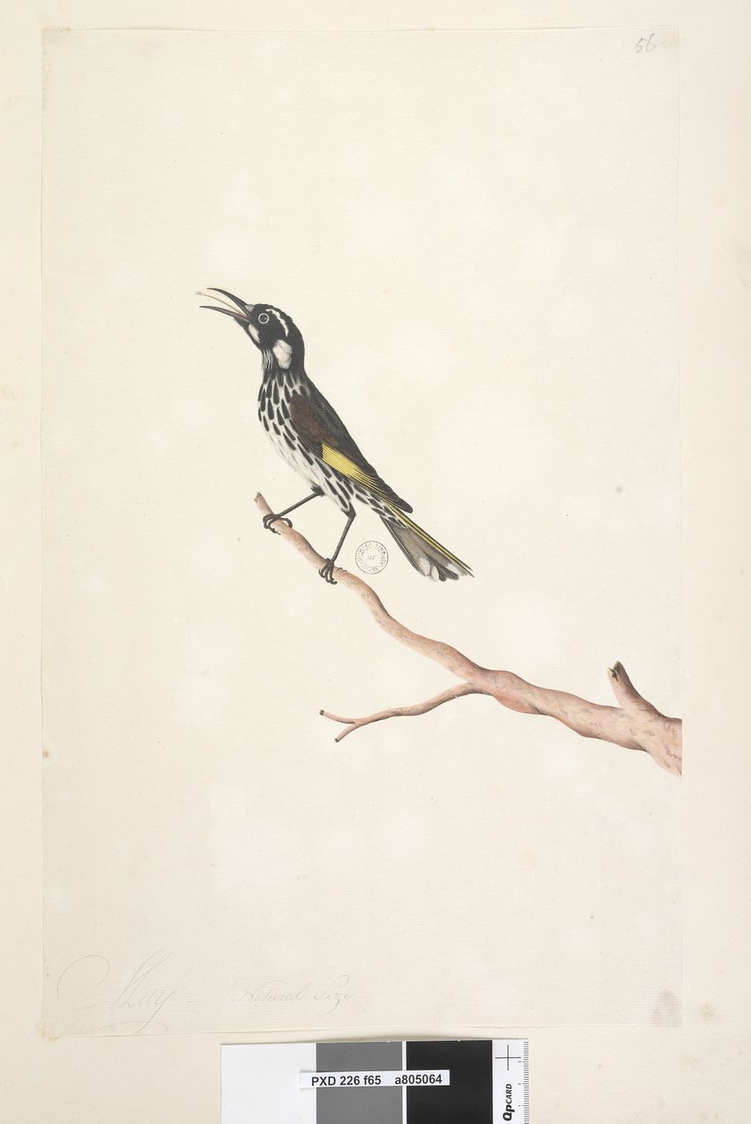 Side 65. Maj, naturlig størrelse Yellow Winged Honeyeater New Holland, 1791-92 af Unknown artist