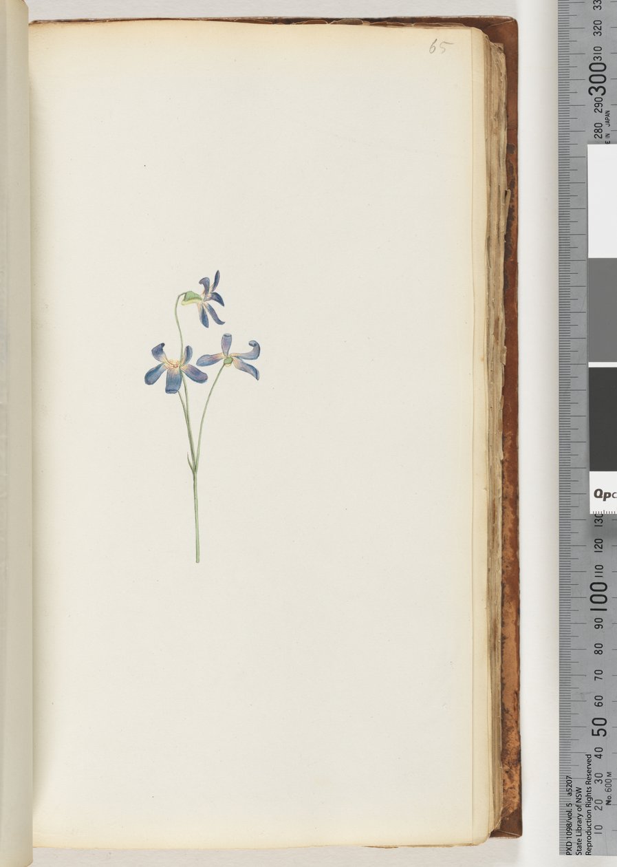 Page 65. Unidentified plantdani af Unknown artist