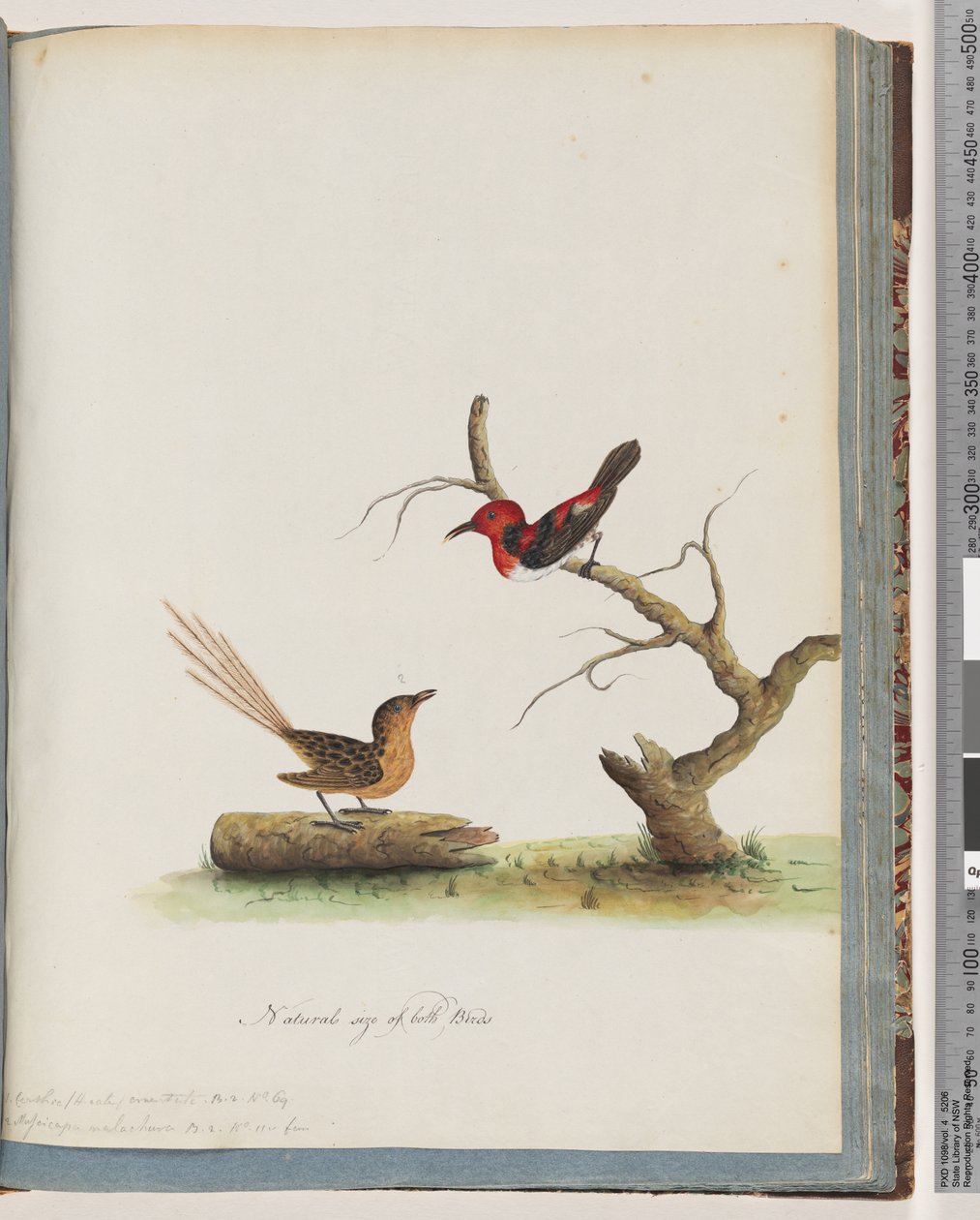 Side 66. 1. Skarlagens honningæder. Certhia/Honeyeater/orientale. 2. Uidentificeret fugl. Muscicapa malachura af Unknown artist