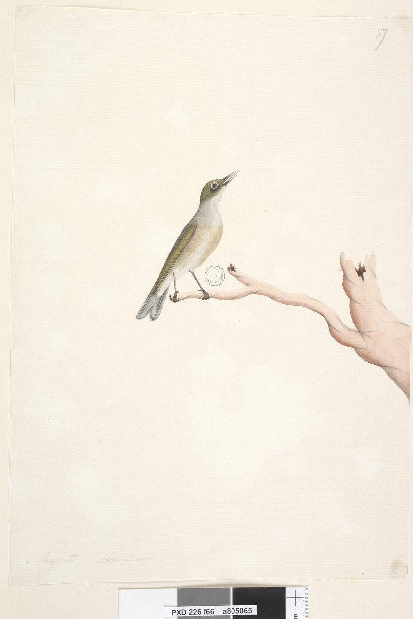 Page 66. August. Natural size Gray, Backed Silvereye Zosterops lateralis, 1791-92dani af Unknown artist