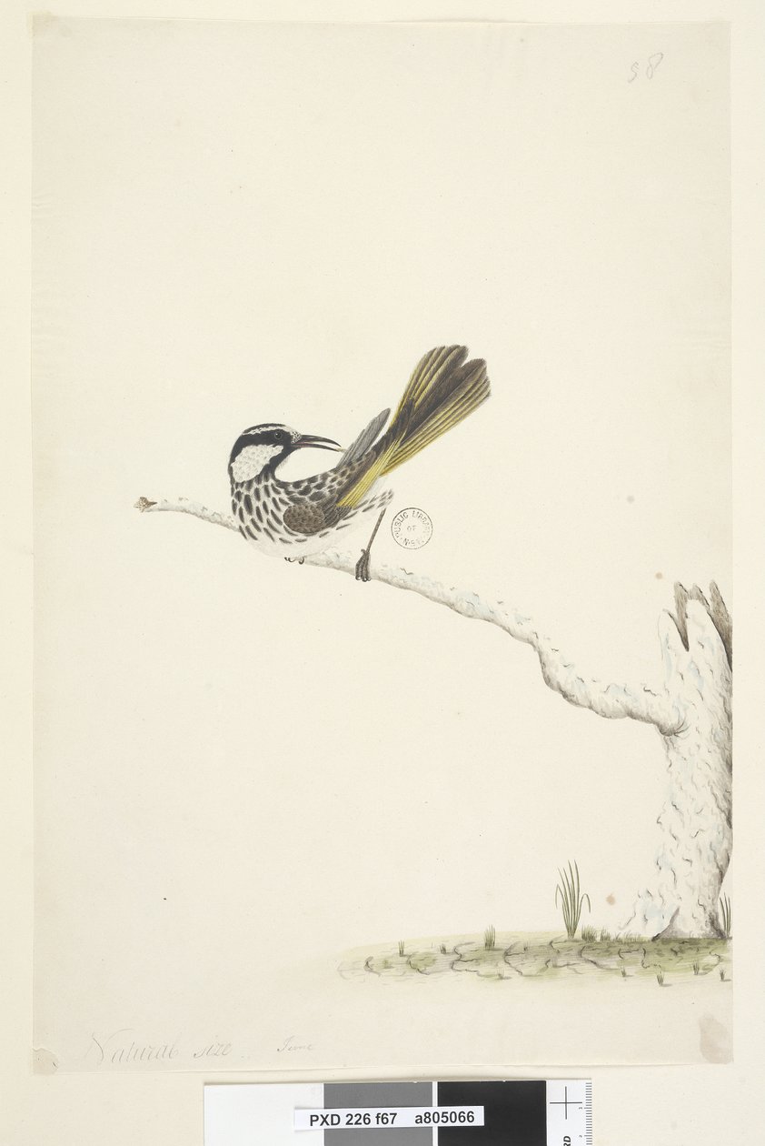 Side 67. Naturlig størrelse,  Juni White, Cheeked Honningeater Phylidonyris nigra, 1791-92 af Unknown artist